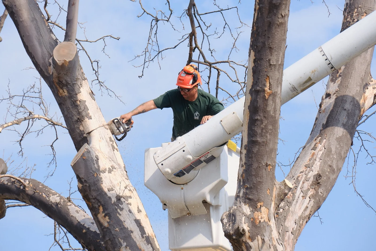 Willowstone tree care professional in a climbing harness